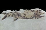 Fossil Fish (Wendyichthys) Plate with Pos/Neg - Montana #97801-3